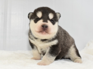 大型犬専門 ドッグサーチ 大型犬を育てるブリーダーの子犬を販売しています