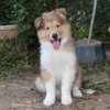 ラフコリーの子犬（セーブル・トライカラー）2022年4月生まれ