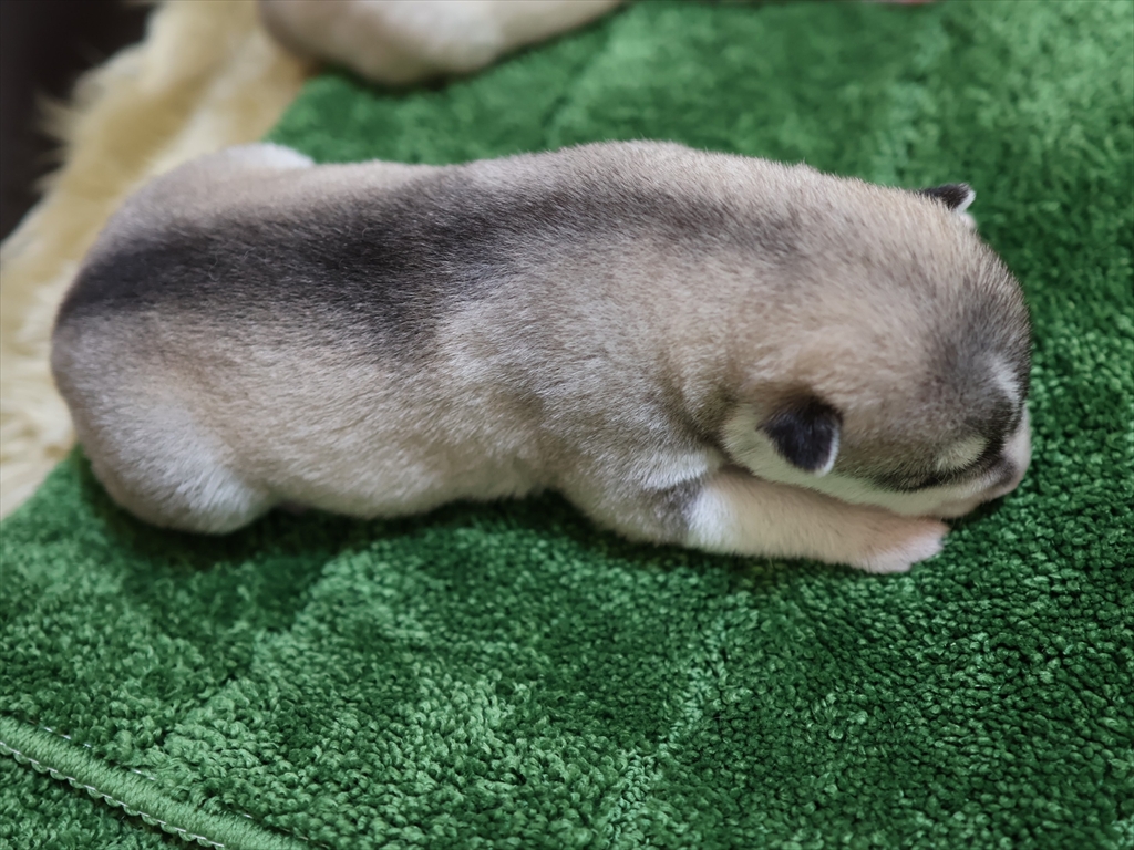 10/5生シルバーのメス